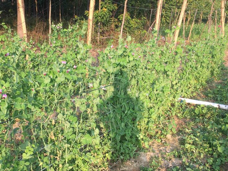 荷兰豆植物在田间生长的场景