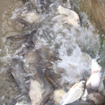 洪泽湖野生鲫鱼