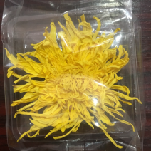 金丝皇菊