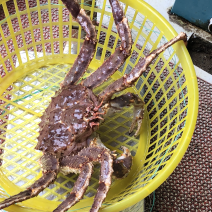 鲜活阿拉斯加帝王蟹进口大帝王蟹