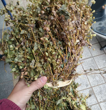 [穿心草批发]穿心草价格150.00元/斤 - 一亩田