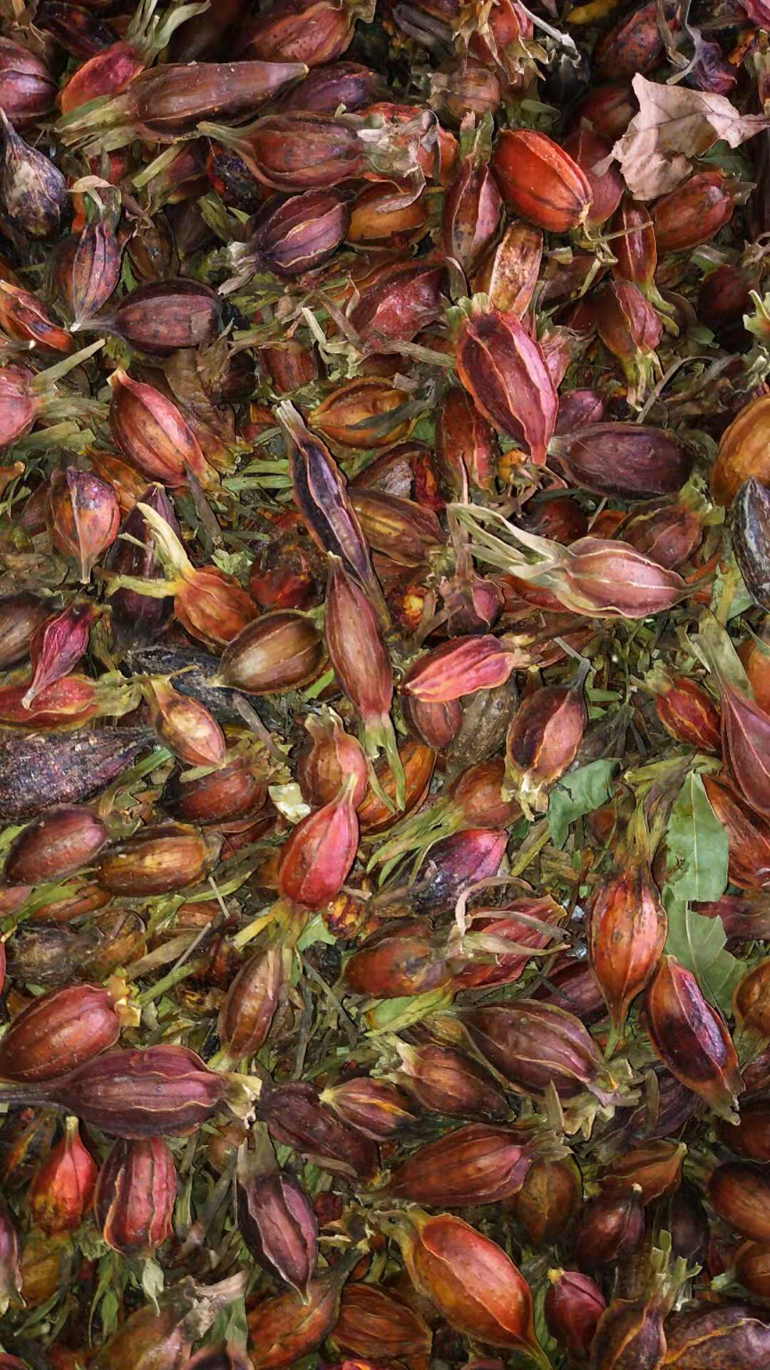 大量批发干品黄栀子栀子茶栀子果泡茶红栀子干食用黄栀子