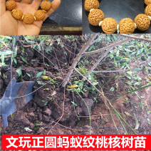 出售文玩核桃树苗