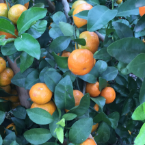 沙糖