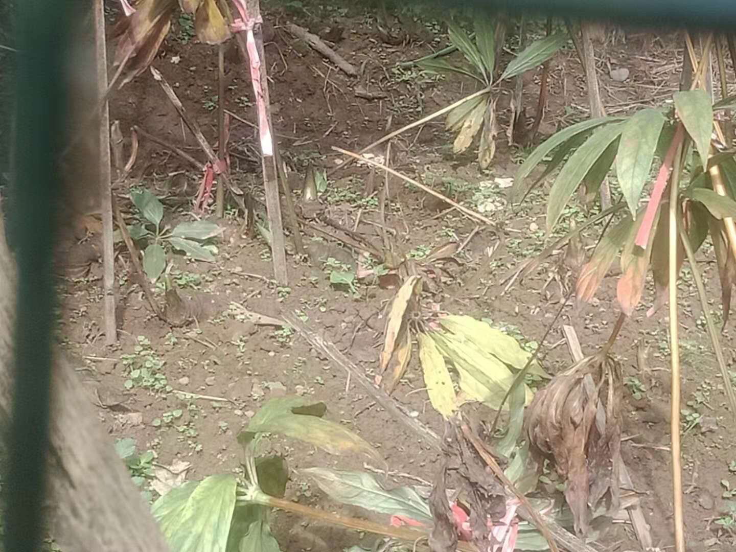 野生重楼（老虎姜）植株特写