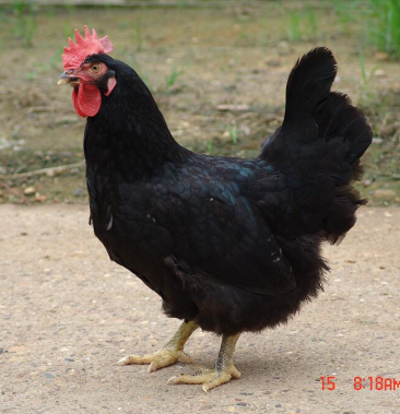 鸡苗黑土二母鸡苗广州科农亿羽孵化场直发欢迎洽谈