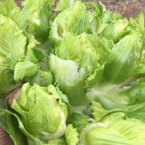 儿菜