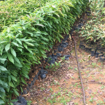 木荷袋苗荷木苗木荷袋苗价格