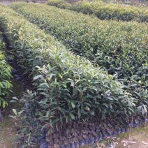 山杜英袋苗山杜英苗价格