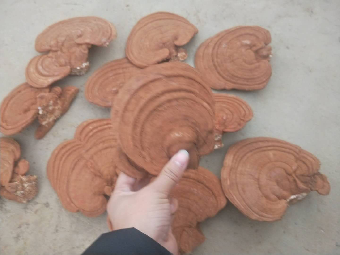 两张并列展示的干燥真菌标本图片,左侧为黑灵芝(赤芝),呈扇形,表面乌黑发亮,有明显环纹和光泽;右侧为白灵芝(阿魏菇干品),整体乳白色至淡黄色,形状规则,边缘整齐,无漆状光泽,质地较为致密 黑灵芝与白灵芝标本对比图