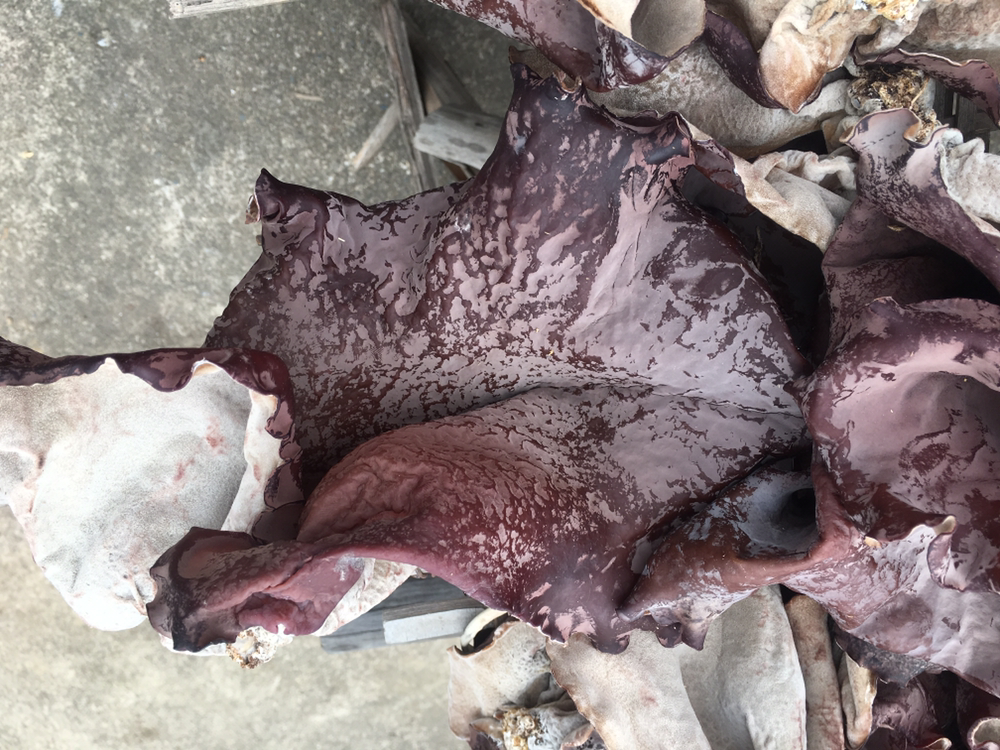 高清微距摄影:左侧为毛木耳(Auricularia polytricha),耳片深褐色,背面密布灰白色绒毛状菌丝层;右侧为光面黑木耳(Auricularia heimuer),表面光滑无毛,边缘薄而卷曲;两者均置于白色陶瓷盘中,背景虚化,突出形态学差异 毛木耳与光面黑木耳形态对比特写