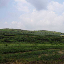 600亩优质山岚转让