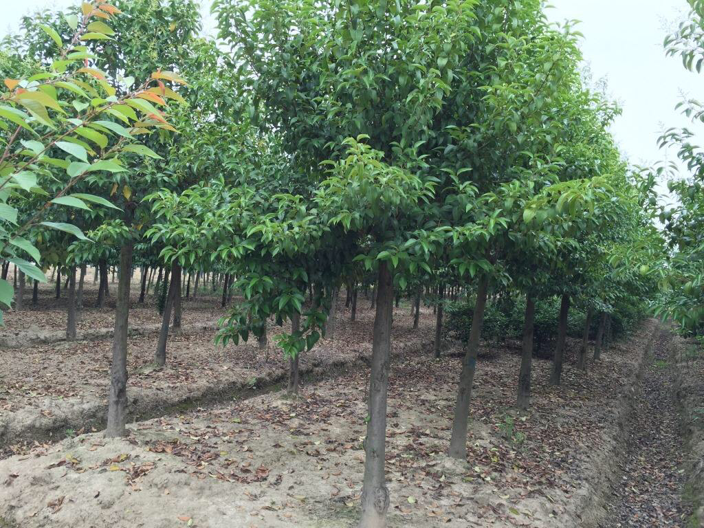 展示一棵10公分大叶女贞的全貌,树冠饱满,枝干挺拔,适合用于园林绿化 10公分大叶女贞植株展示