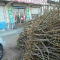 毛桃树占地桃树桃树原生苗定杆桃树