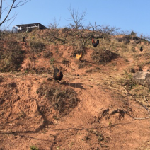山地出租：80亩