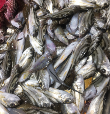 [沙尖鱼批发]冰鲜小黄鱼,批发深海小鱼.杂鱼沙尖鱼.流鱼软骨鱼.针鱼.