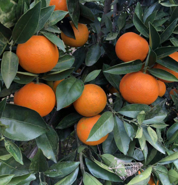 [其它批发]埃及糖橙价格2.50元/斤 - 一亩田