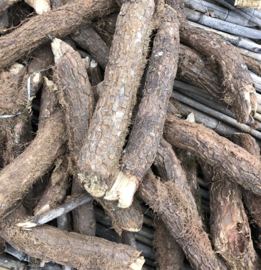 [棉花批发]青棉花藤价格16.00元/斤 - 一亩田