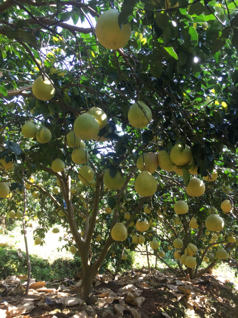 广西玉林容县柚子 1.80元/斤容县沙田柚 自家种