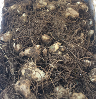 滇黄精黄精红花黄精云南滇黄精甜黄精