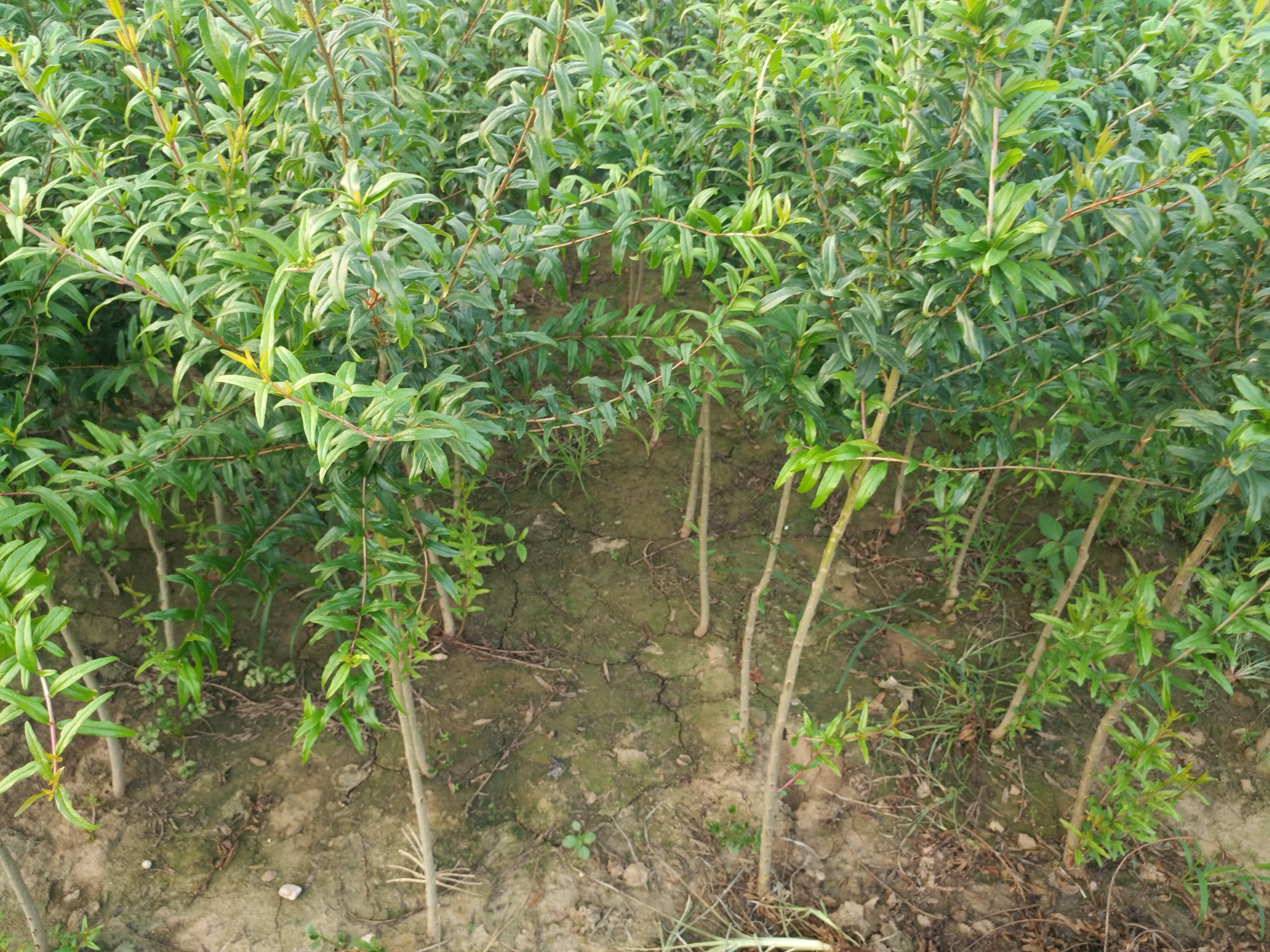 浙江磐安石榴种植基地,绿色生态的江南石榴园 浙江磐安石榴果园