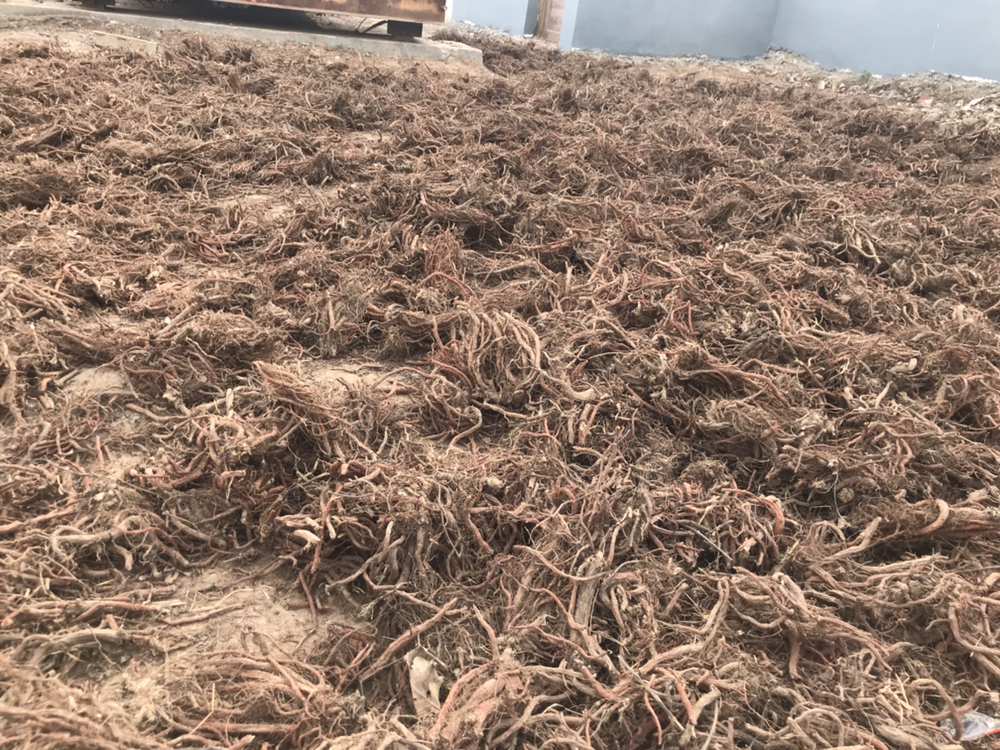 人参采收后快速预冷处理