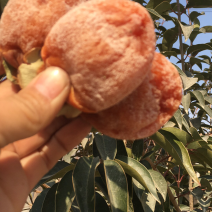 正宗富平柿饼