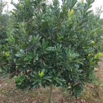 嫁接3年苗东魁黑炭杨梅苗，量大价优基地直供，欢迎咨询