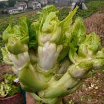 儿菜