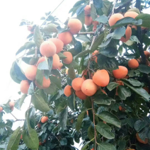 正宗富平吊霜柿饼