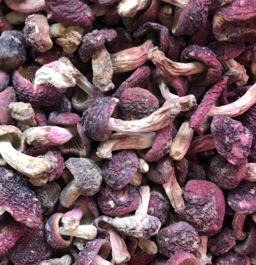 大红菌红菇小标菇小菇老挝菇