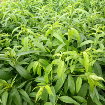 桃树苗三月桃苗50-60cm小、中杯苗都有