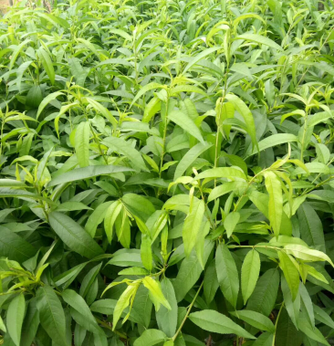 桃树苗三月桃苗5060cm小中杯苗都有
