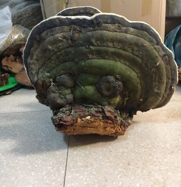 云南野生大树舌灵芝大量低价供货产地直销全国发货一手货源