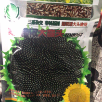 高产超级矮大头油葵种子出油多抗盐碱