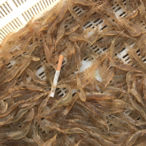 白米虾