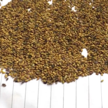 紫花苜蓿种子，质量保证，欢迎全国各地老板采购