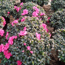 好货出售杜鹃花