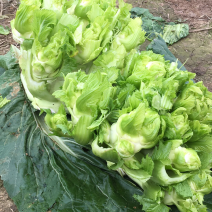 100亩儿菜