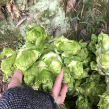 精品本地儿菜大量上市