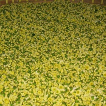 野菊花