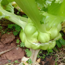 新鲜榨菜新鲜儿菜大量供应