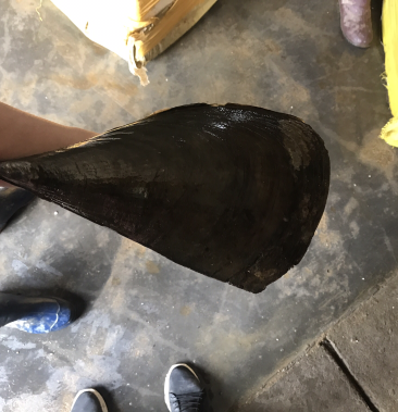 绿贝,带子大量批发,二级带子详谈一手货源