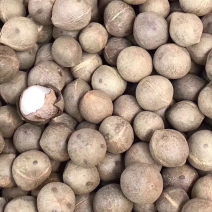海椰皇