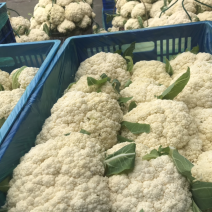 108天精品小米花