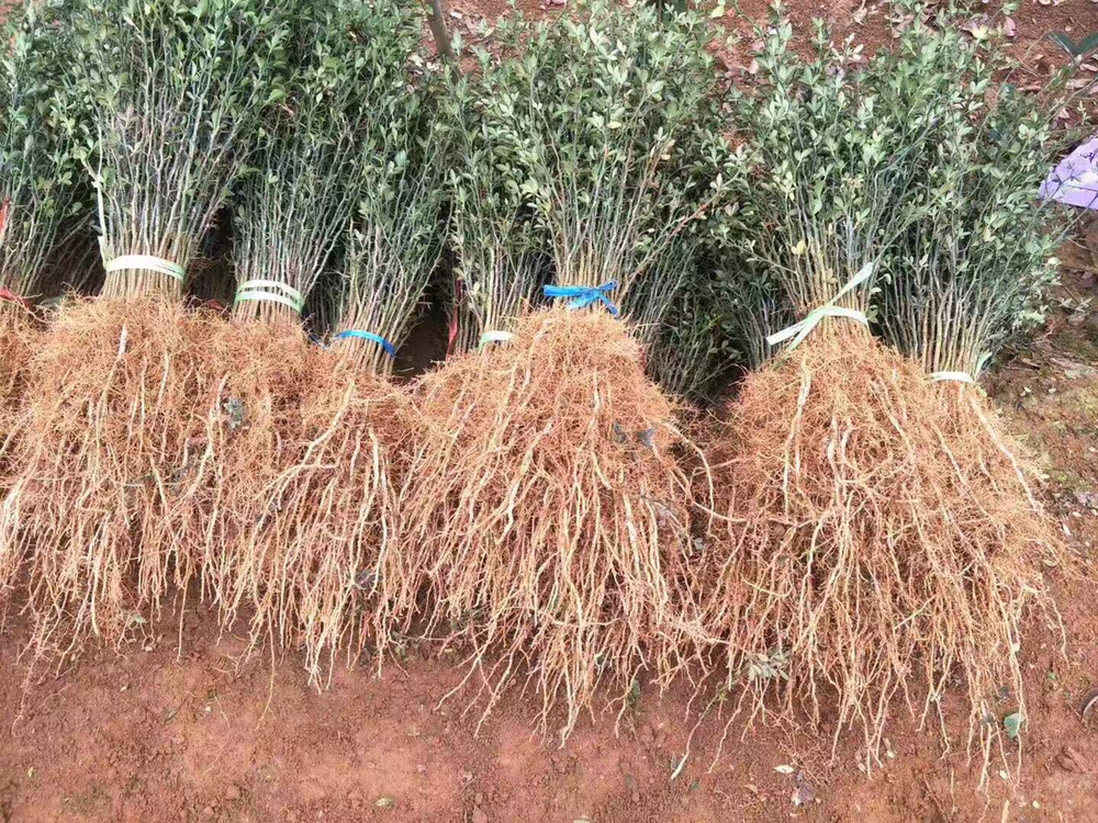 室内嫁接工坊实景:技术员佩戴放大镜进行单芽切接,砧木为1年生枳壳苗,接穗取自经PCR检测确认无CTV、CLEV等病毒的采穗圃;工作台整洁,工具高温消毒,背景可见温湿度监控屏与嫁接后愈合室标识牌,体现规范化、无菌化操作流程 不知火柑橘苗基地嫁接操作现场特写