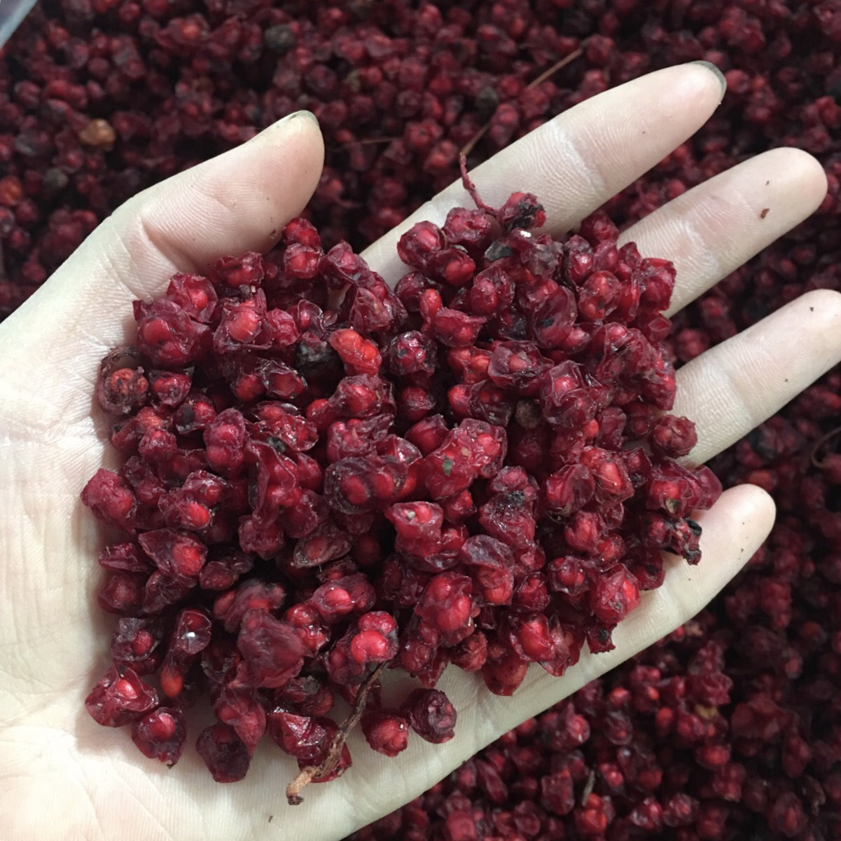 北五味子干果特写