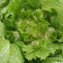 儿菜