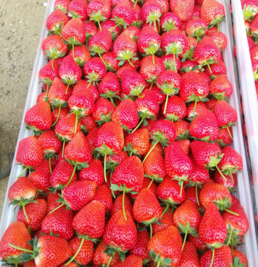 山东佐贺草莓上市,草莓硬度好耐运输,口感一流
