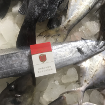 渤海湾大刀鱼